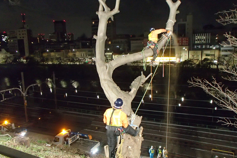 沿線木伐採工事 イメージ2